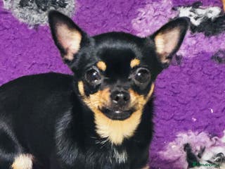 Chihuahua dogs Chihuahua girl 1 year old - Advert 1