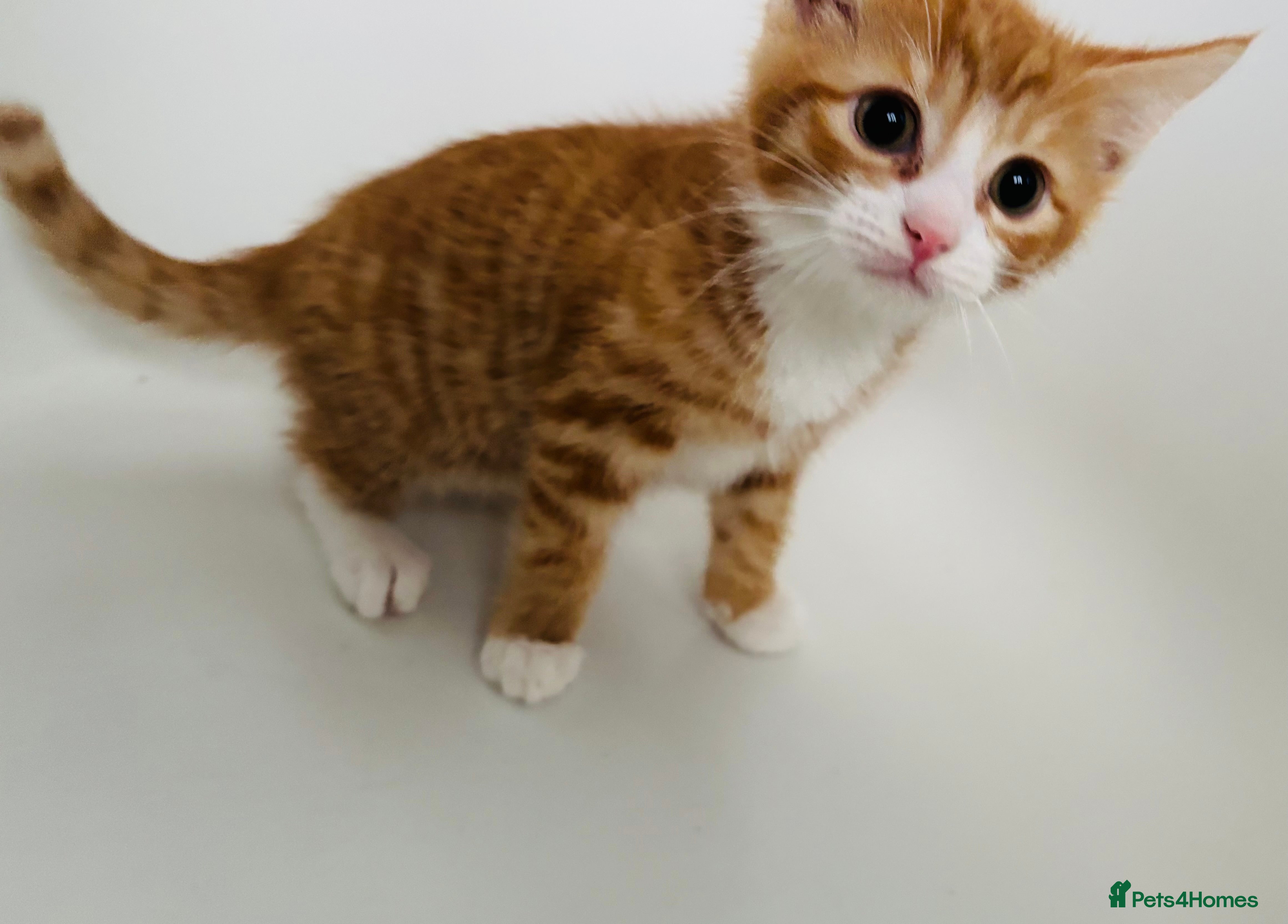 Mixed Breed cats Stunning chunky males  - Advert 14