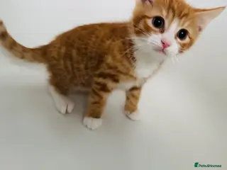 Mixed Breed cats Stunning chunky males - Advert 5