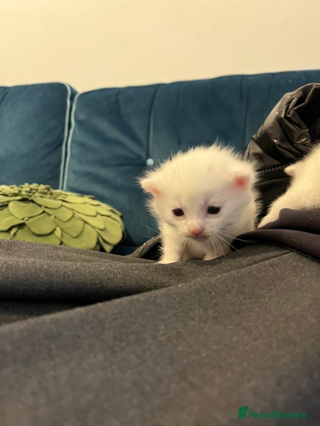 Khao Manee cats for sale: Cut fluffy kittens  - Advert 1