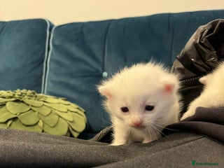 Khao Manee cats Cut fluffy kittens - Advert 1