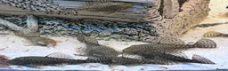 Plecos fish for sale: Male and female pleco - Advert 4