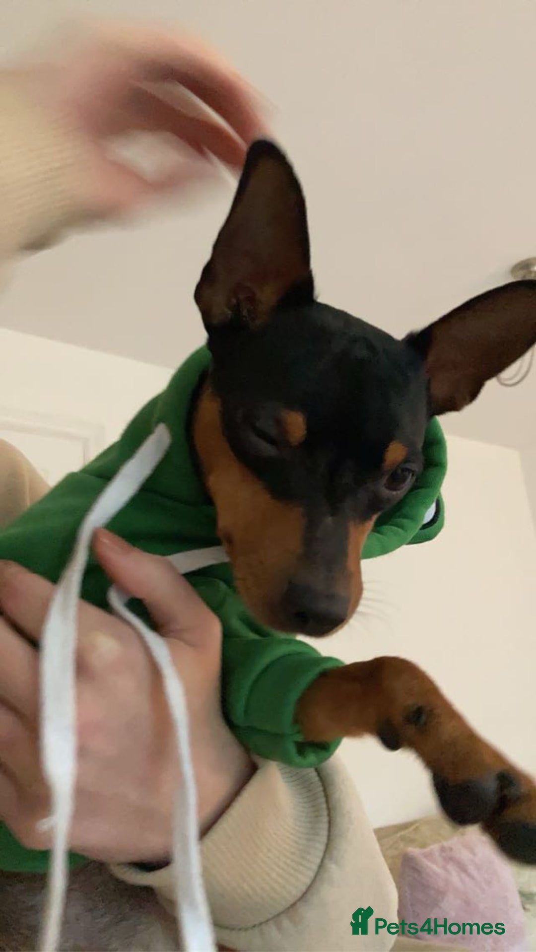 Miniature Pinscher dogs for sale: Black & tan male miniature pinscher 4 years old - Image 3