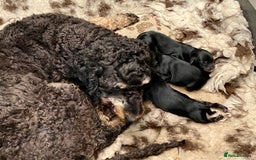 Mixed Breed dogs for sale: Poodle x Biewer terrier boys  - Image 5
