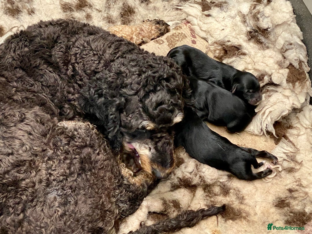 Mixed Breed dogs for sale: Poodle x Biewer terrier boys  - Image 5