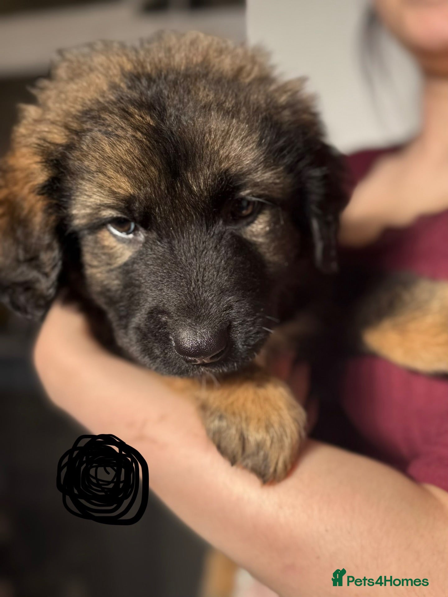 Caucasian Shepherd Dog dogs Caucasian shepherd puppies  - Advert 1