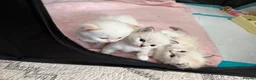 Ragdoll cats for sale:  Beautiful Ragdoll Kittens in Carshalton - Advert 10