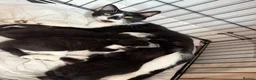 Mixed Breed cats for sale: 2 black female kittens ready now  - Advert 2