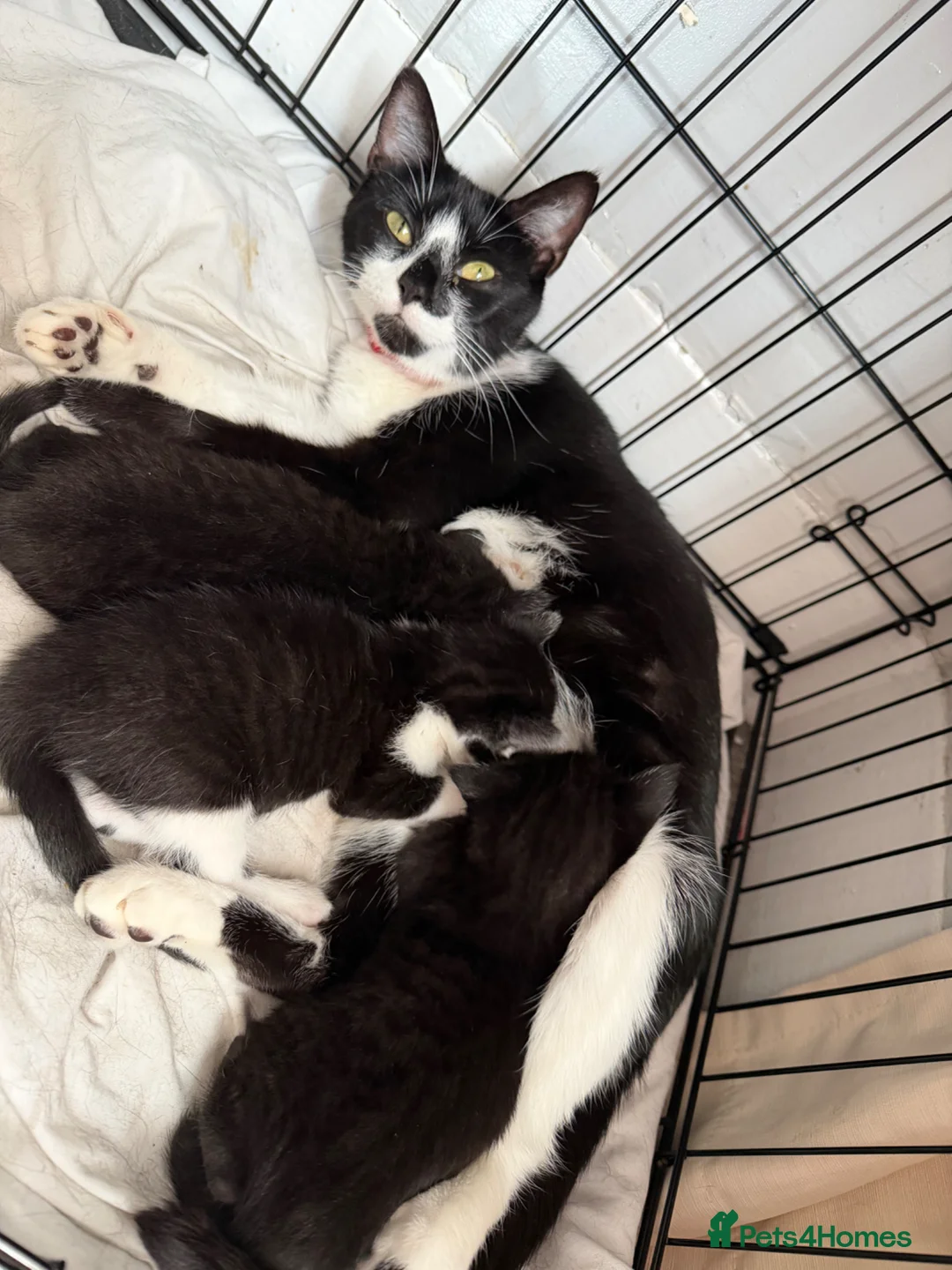 Mixed Breed cats for sale: 2 black female kittens ready now  - Advert 2