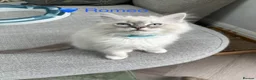 Ragdoll cats for sale: GCCF Registered - 1 Blue Tabby Remaining  - Advert 2