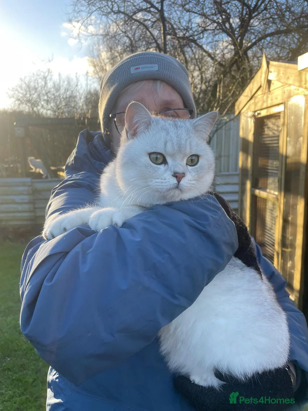 British Shorthair cats for sale: Stunning BSH GCCF Registered Boy - Advert 2
