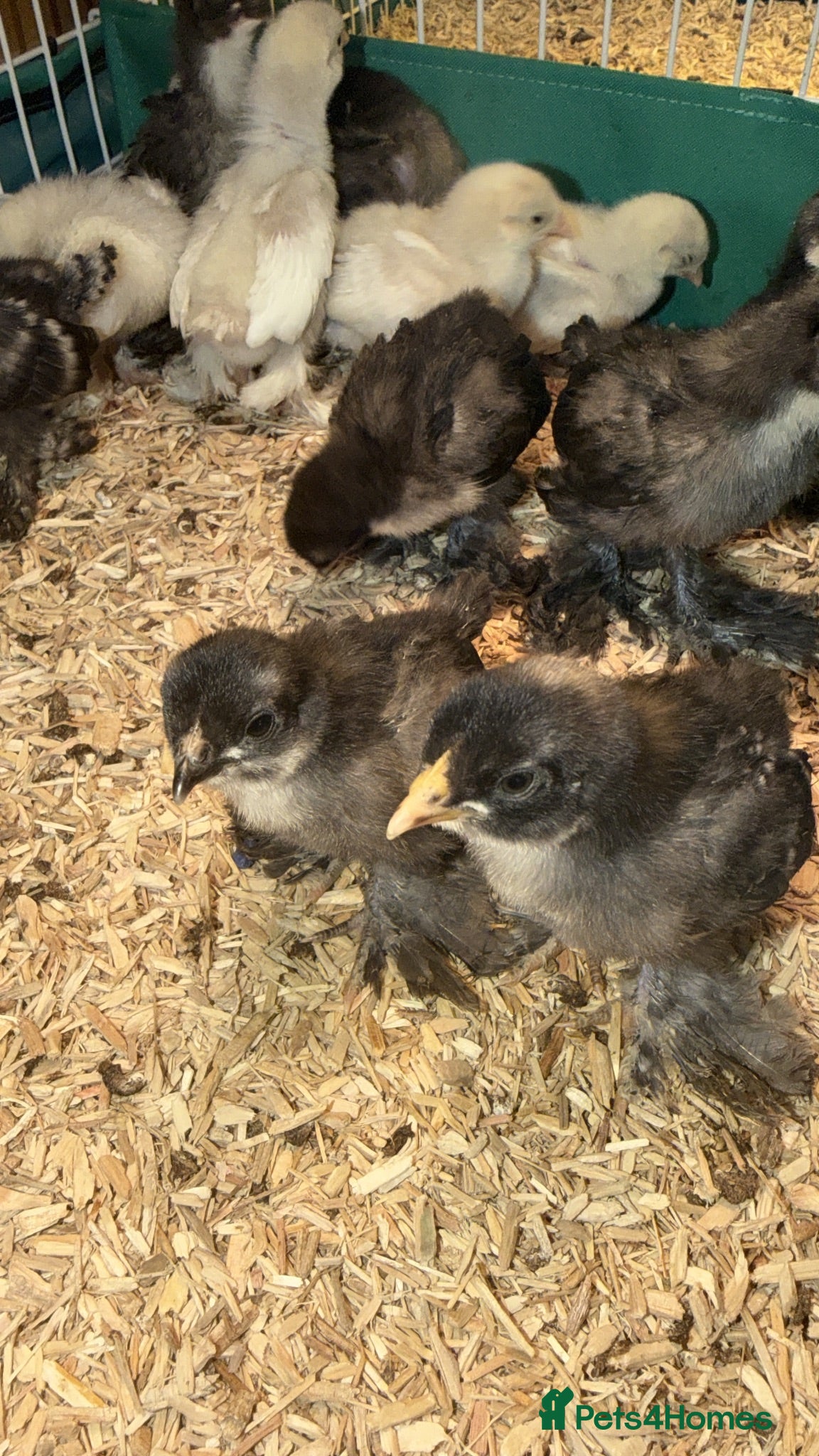 Chickens poultry Bantam chicks 3 weeks+ - Advert 1