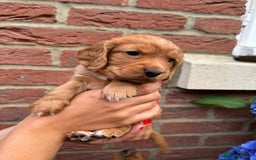 Cocker Spaniel dogs for sale: Health Tested Clear Cocker Spaniel Puppies  - Image 29