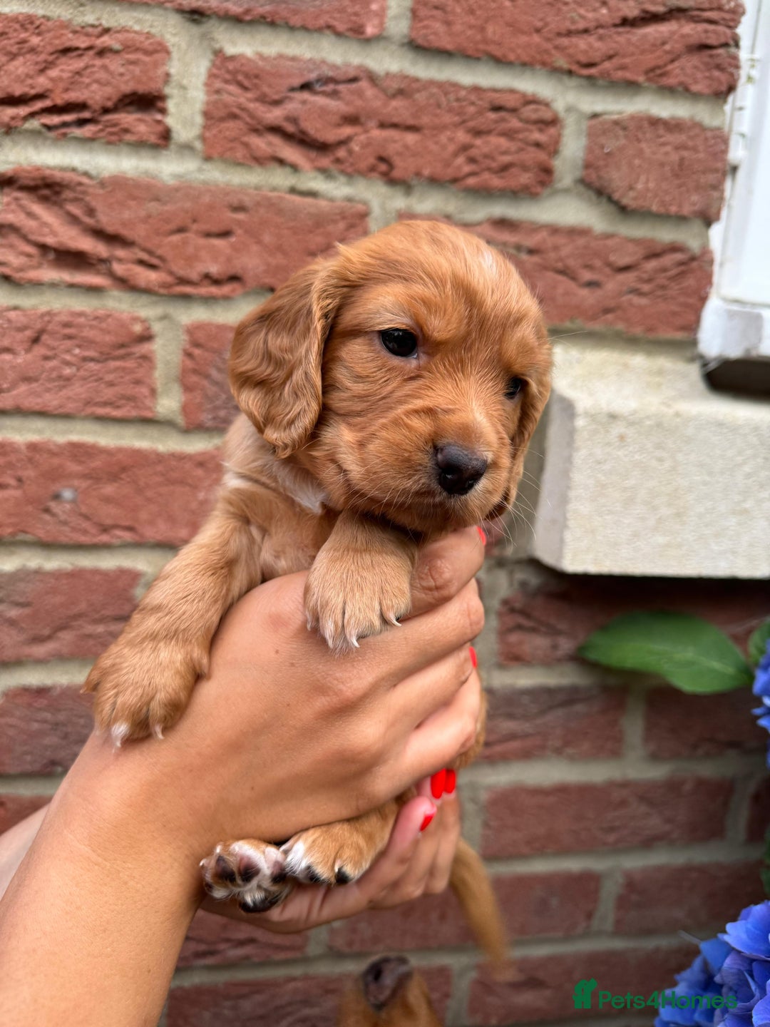 Cocker Spaniel dogs for sale: Health Tested Clear Cocker Spaniel Puppies  - Image 29