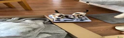 British Shorthair cats for sale: Beautiful Kittens in York - Advert 9