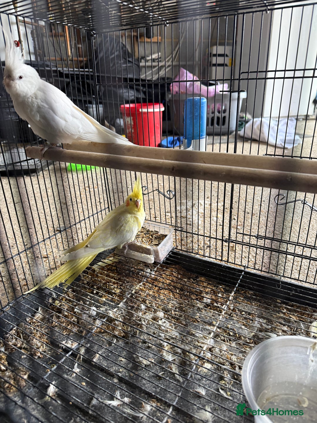 Lovebirds birds for sale: Pair of Cocktail  with cage  - Advert 5