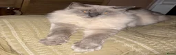 Ragdoll cats for sale: Male ragdoll needing loving home  in Gloucester - Advert 7