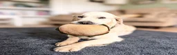 Golden Retriever dogs for stud: KC GOLDEN RETRIEVER ⭐️STUD⭐️ - Advert 7