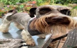 Miniature Poodle dogs for stud: CHOC/WHITE MINIATURE SCHNAUZER AT STUD in Coventry - Image 6