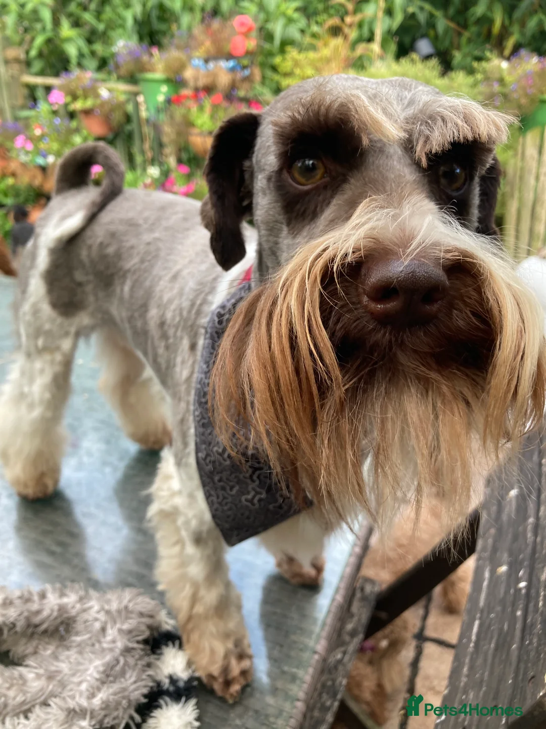 Miniature Poodle dogs for stud: CHOC/WHITE MINIATURE SCHNAUZER AT STUD in Coventry - Advert 6