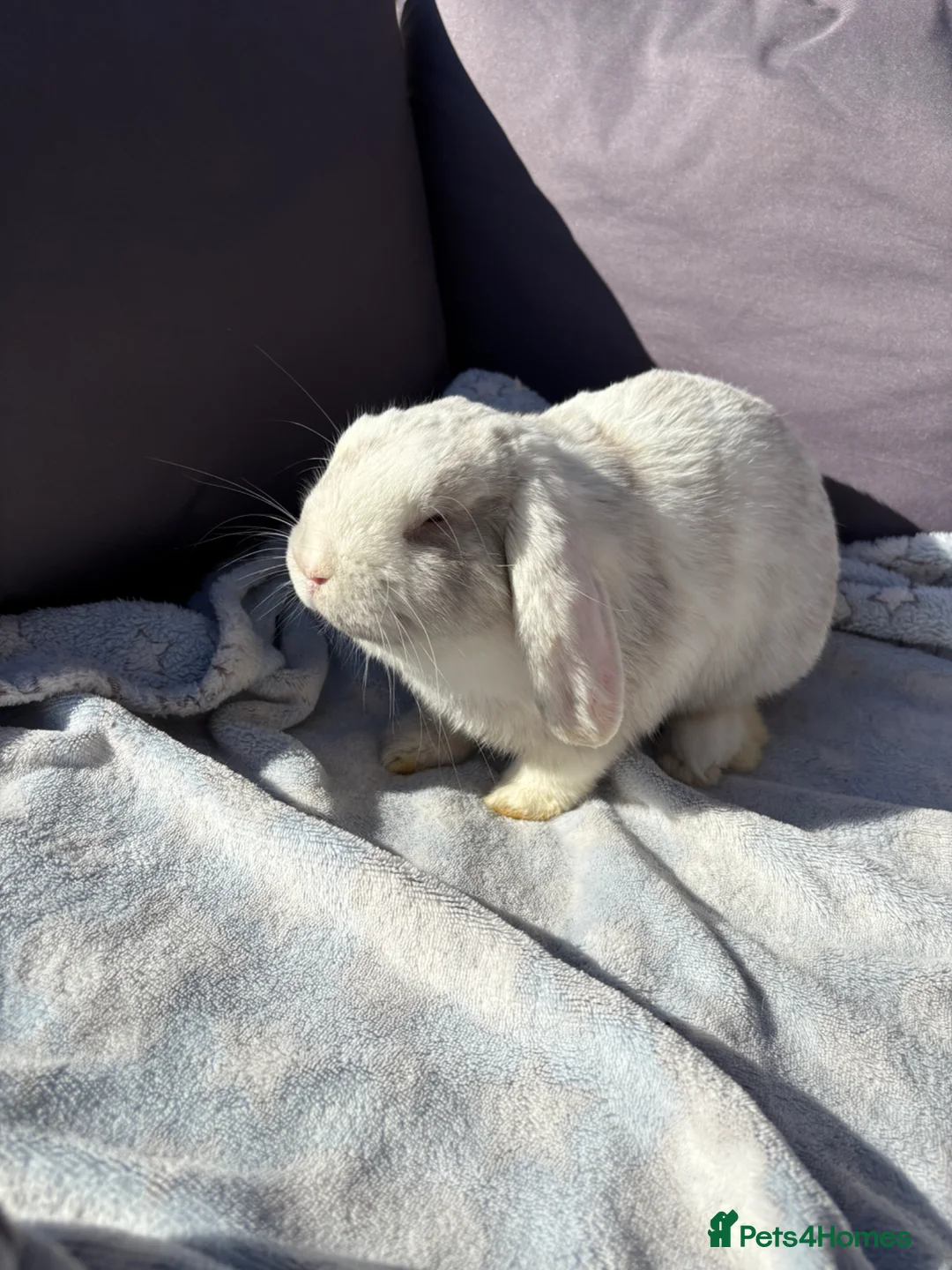 Mini Lop rabbits for sale: Male rabbit needing a loving home - Advert 2