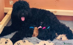 Australian Labradoodle dogs for sale: Reduced-Multigen Aussie Labradoodles curly/nonshed - Image 1