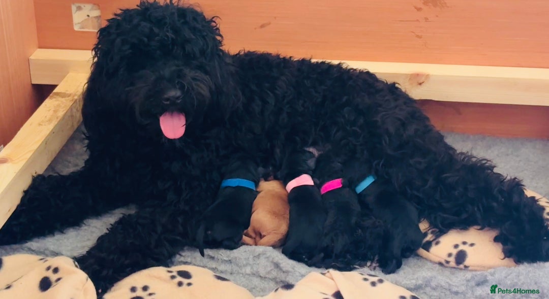 Australian Labradoodle dogs for sale: Reduced-Multigen Aussie Labradoodles curly/nonshed - Image 1