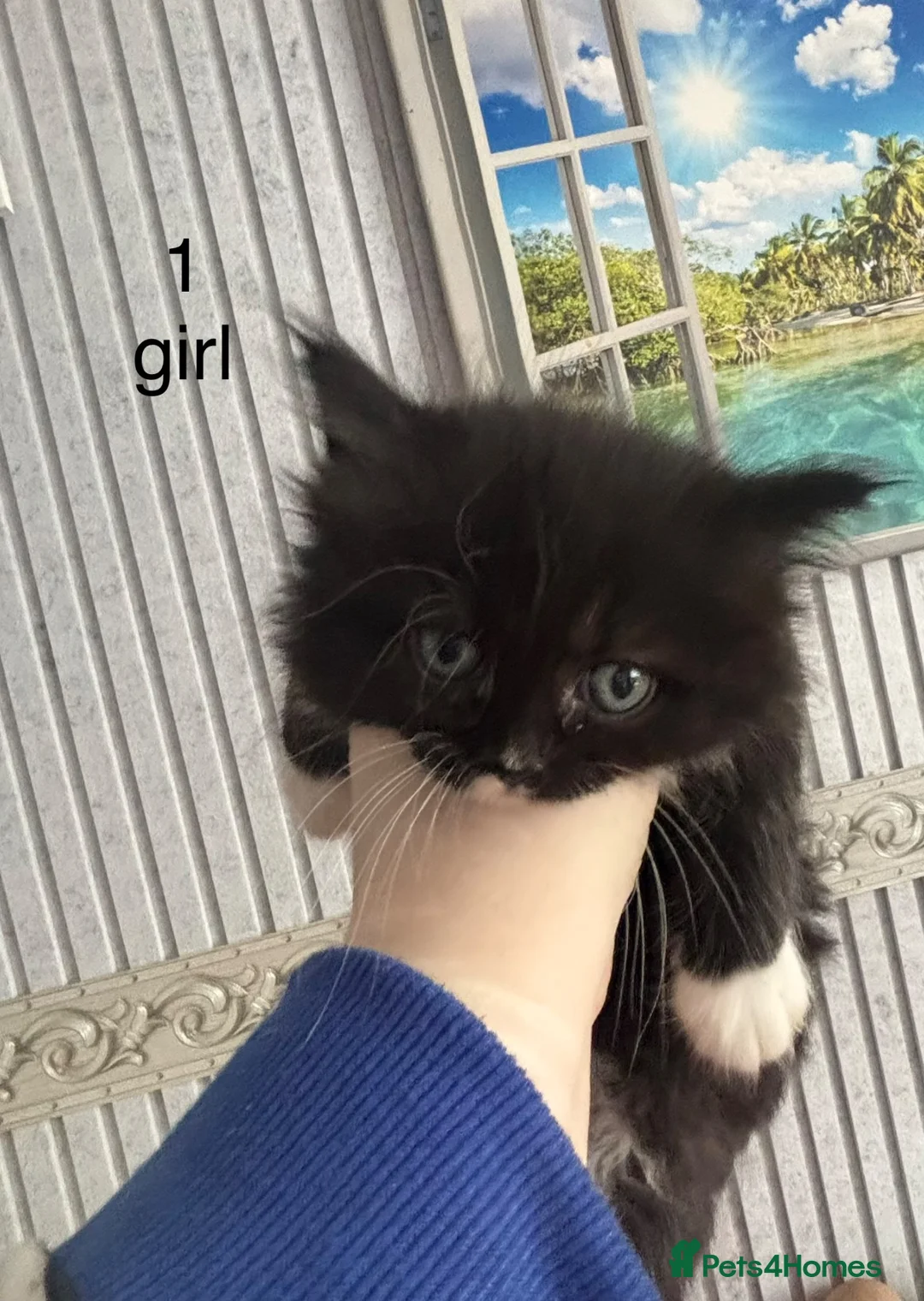 Mixed Breed cats for sale: Ragdoll cross kittens in Manchester - Advert 7