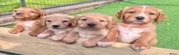 Cocker Spaniel dogs for sale: Working Cocker Spaniel pups - Advert 1