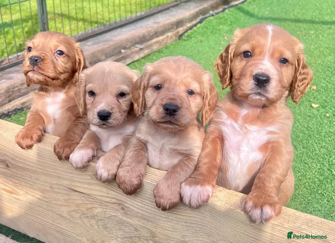 Cocker Spaniel dogs for sale: Working Cocker Spaniel pups - Advert 1