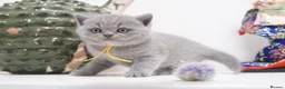 British Shorthair cats for sale: ✨ CIAOKITTY — BLUE BRITISH SHORTHAIR KITTENS ✨ in Widnes - Advert 20