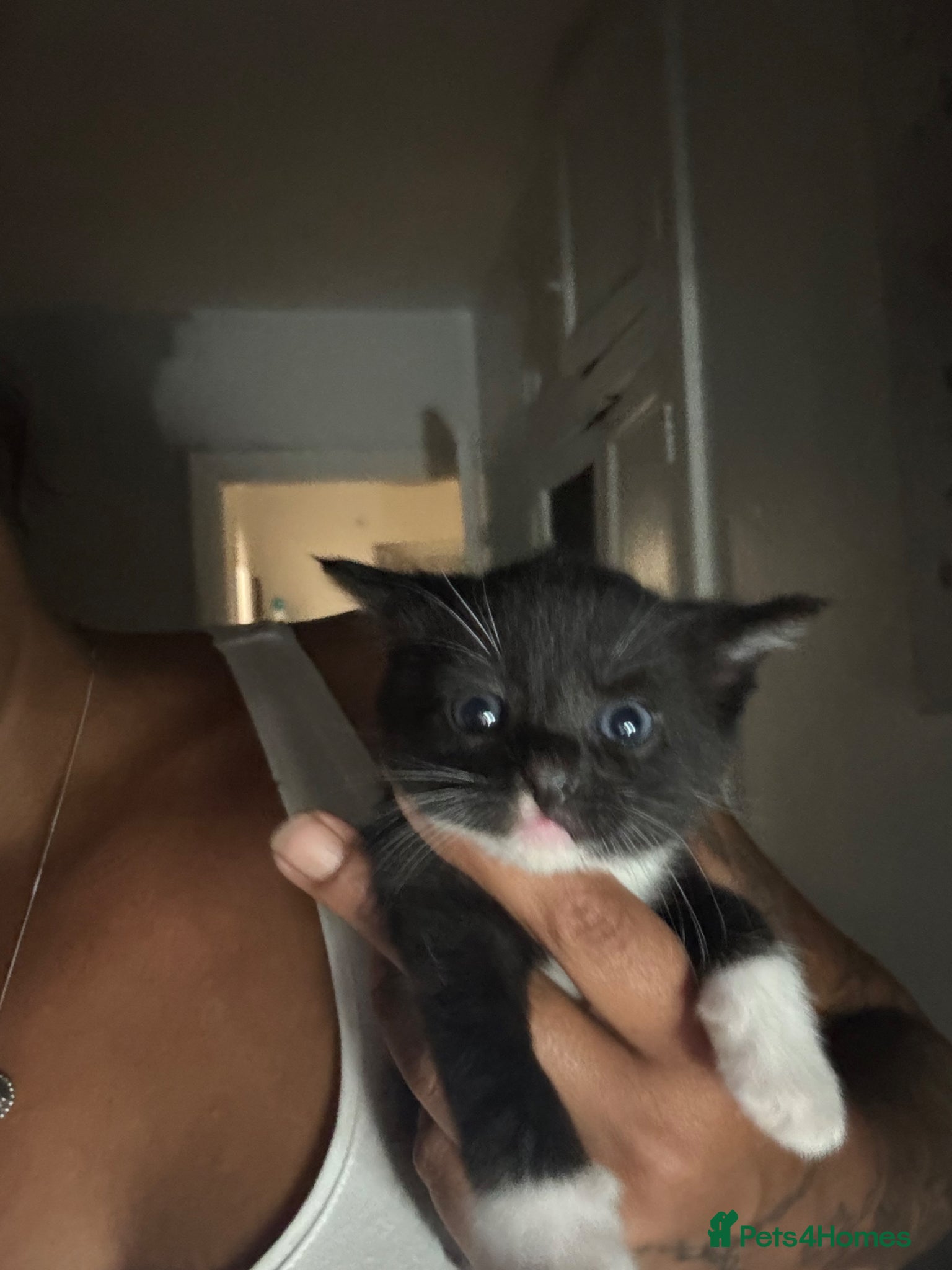 Mixed Breed cats for sale: Mixed Russian blue  - Advert 3