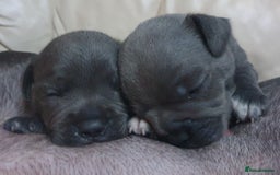 Staffordshire Bull Terrier dogs for sale: Twin large blue staffy boys - Image 10