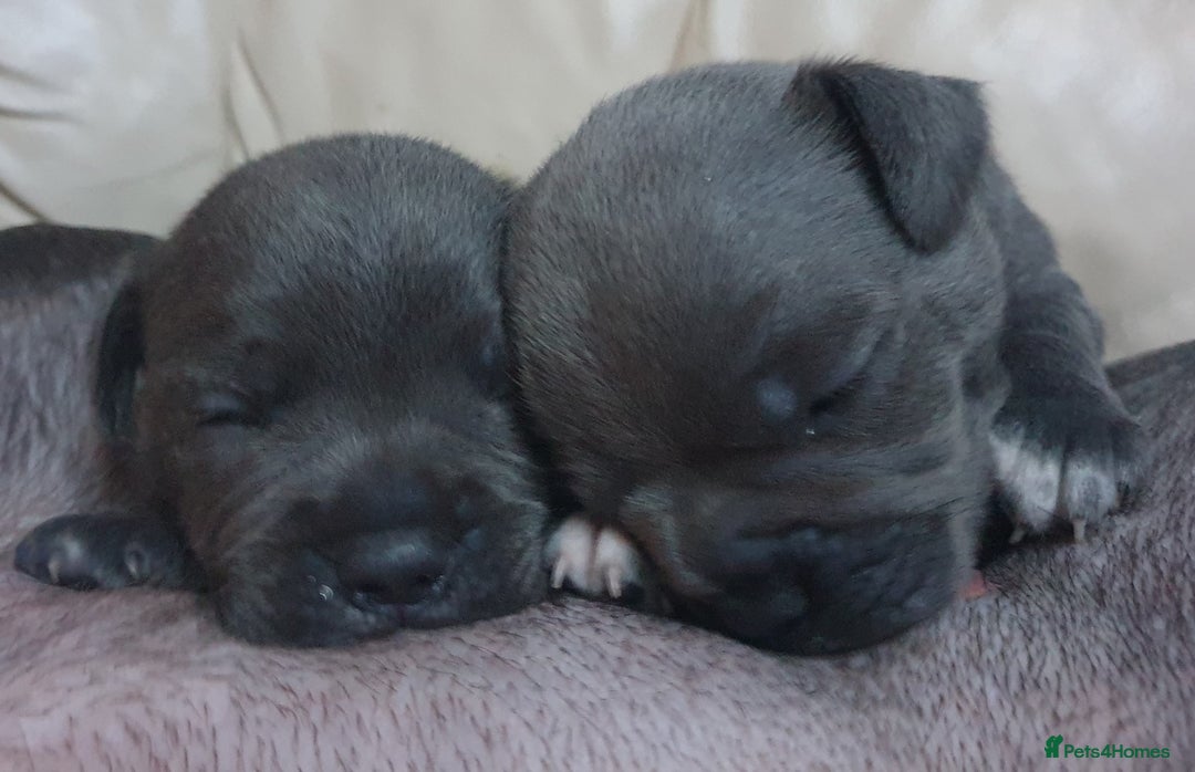 Staffordshire Bull Terrier dogs for sale: Twin large blue staffy boys - Image 10