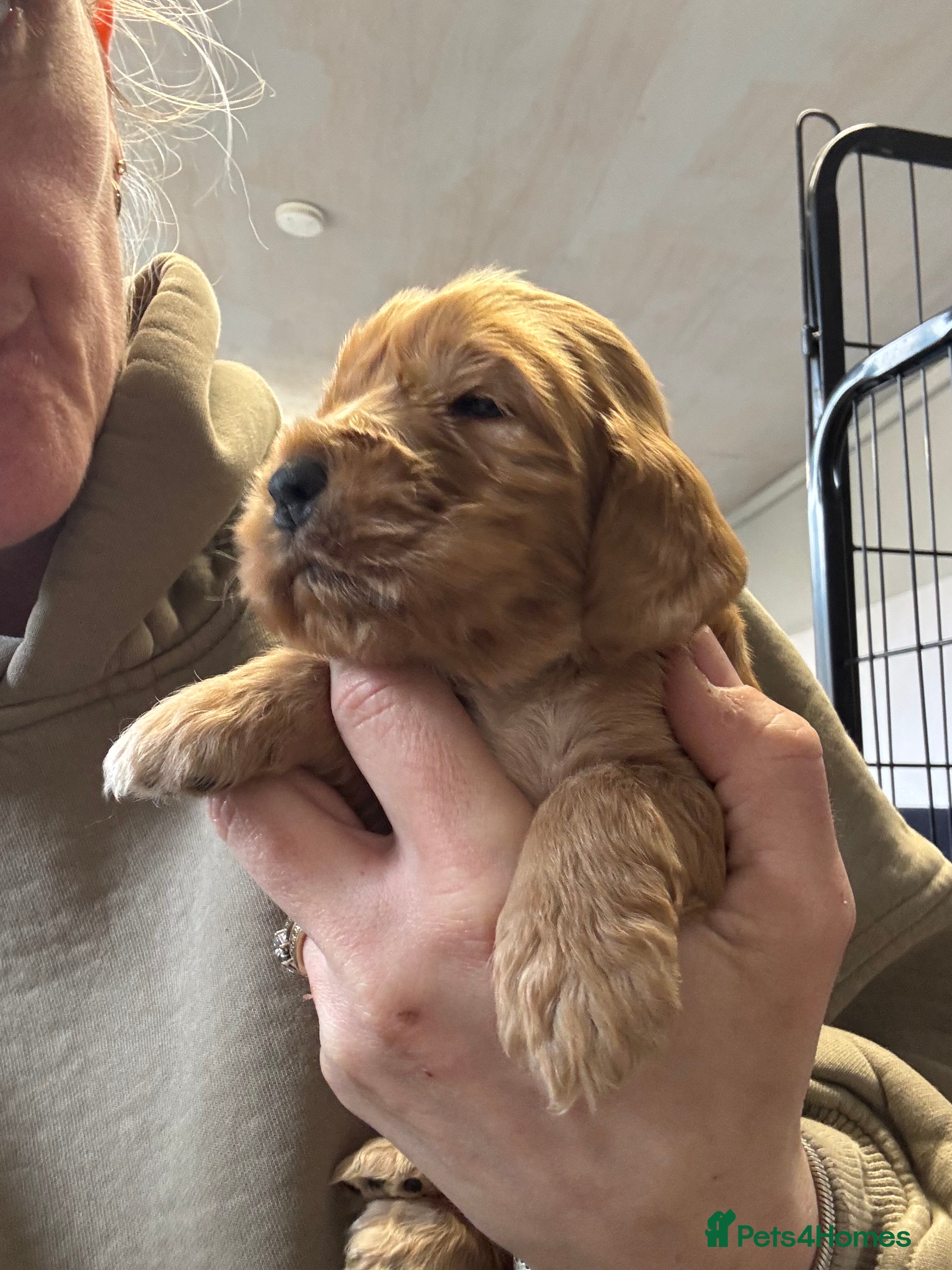 Cocker Spaniel dogs Outstanding Show Quality Show Type Cocker Spaniels - Advert 3
