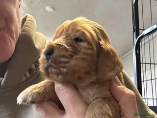 Cocker Spaniel dogs Outstanding Show Quality Show Type Cocker Spaniels - Advert 3