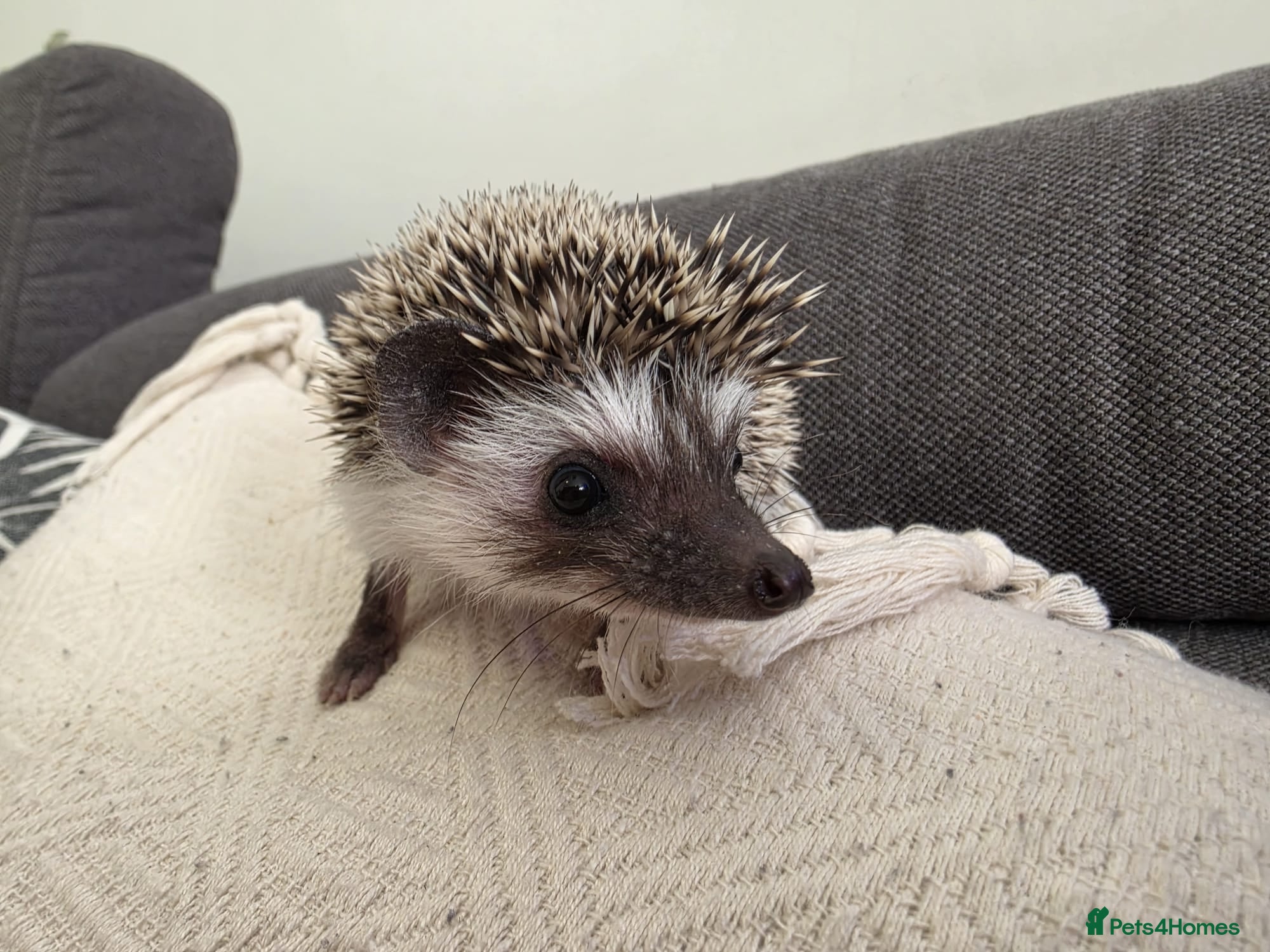Pygmy Hedgehog rodents Male and female African pigmy hedgehog  - Advert 8