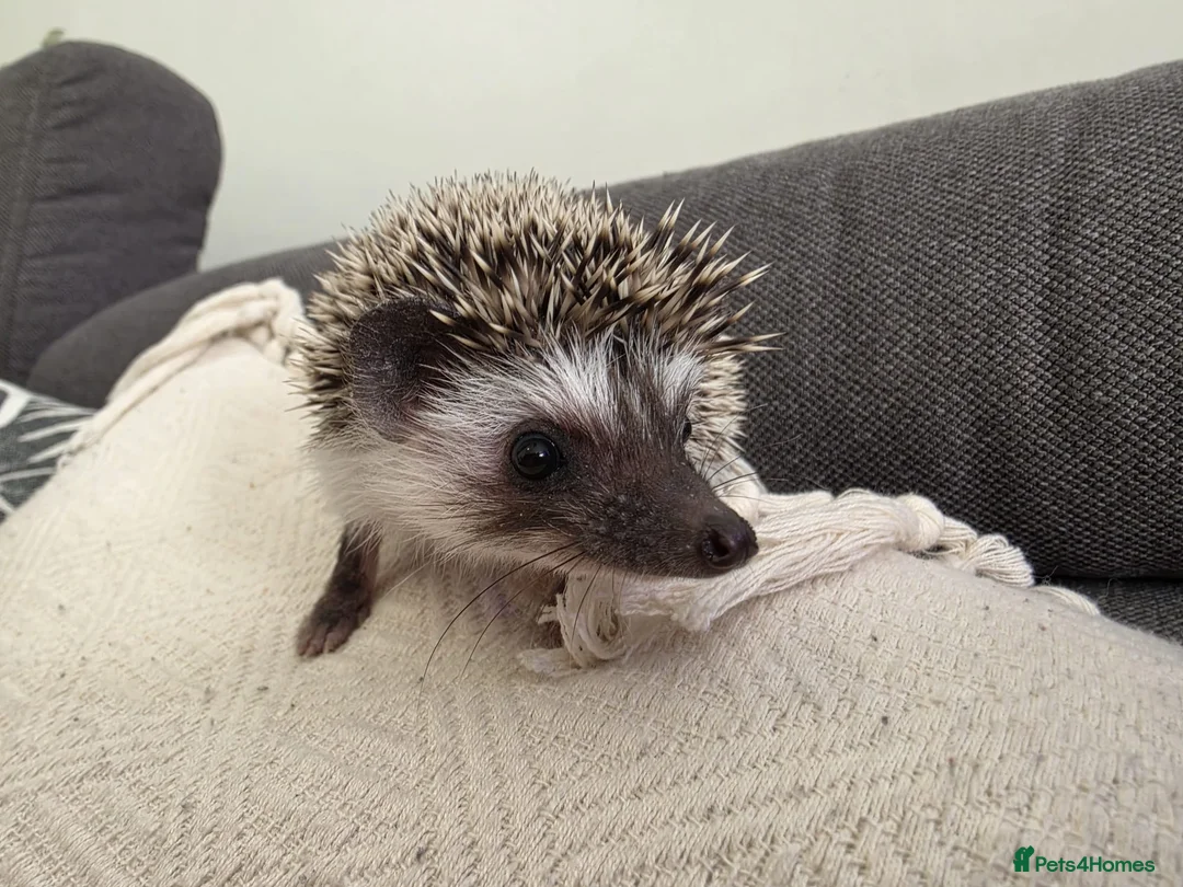 Pygmy Hedgehog rodents for sale: Male and female African pigmy hedgehog  - Advert 1