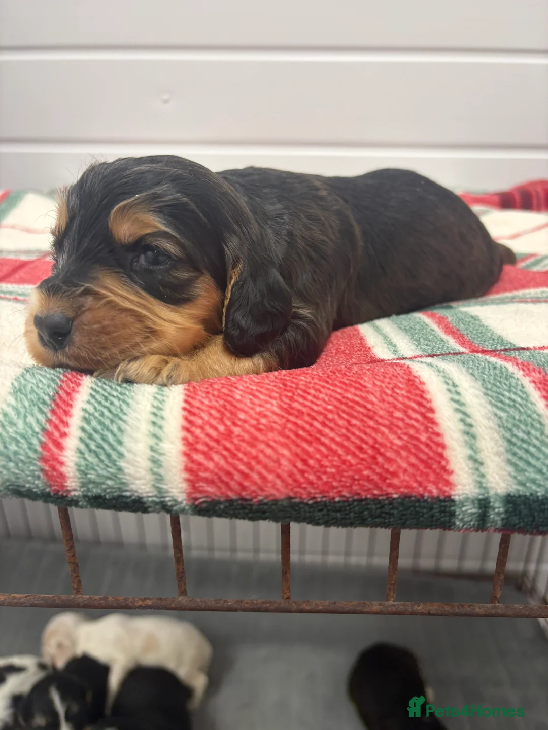 Cocker Spaniel dogs for sale: 7 Beautiful Cocker spaniel puppies  - Advert 1