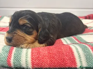 Cocker Spaniel dogs 7 Beautiful Cocker spaniel puppies - Advert 14