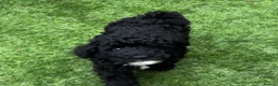 Toy Poodle dogs for sale: Toy Poodle puppies Health tested parents  - Advert 9