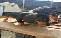 Dachshund dogs for sale: Beautiful dachshund  - Image 8