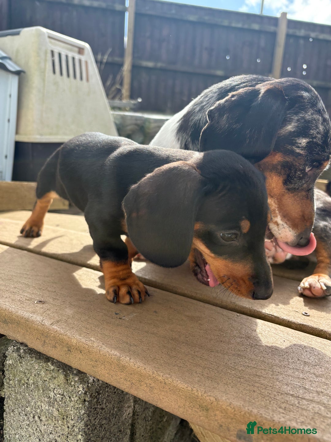 Dachshund dogs for sale: Beautiful dachshund  - Image 8