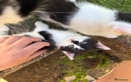 Mixed Breed cats for sale: Black and white kittens  - Image 1