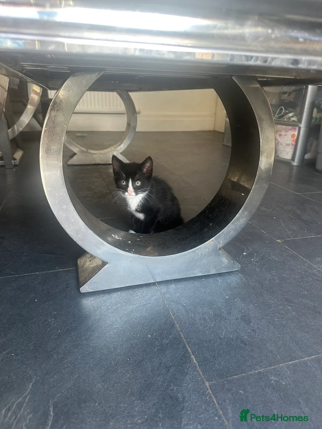 Mixed Breed cats for sale: Kittens  in Morecambe - Advert 5