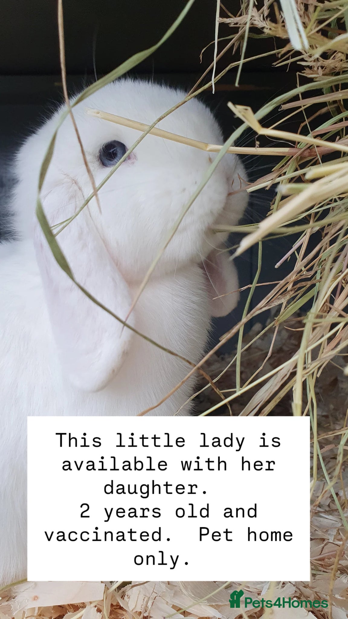 Mini Lop rabbits Mini lops available now - Advert 1