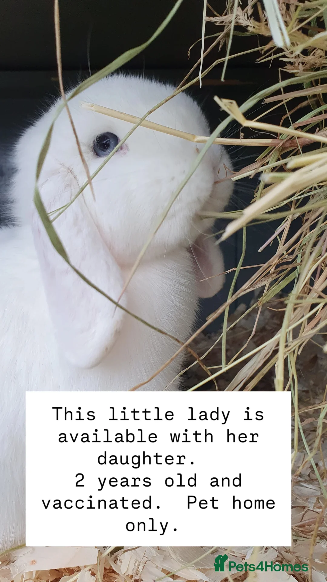 Mini Lop rabbits for sale: Mini lops available now - Advert 1