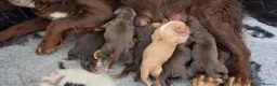 Cocker Spaniel dogs for sale: 7 BEAUTIFUL KC WORKING TYPE COCKER SPANIEL  - Advert 24