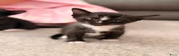 Burmese cats for sale: Burmese x kittens - Advert 8