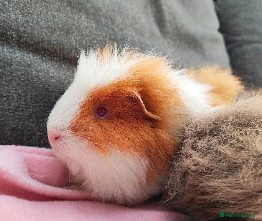 Guinea Pig rodents for sale: 2 beautiful sows available.  - Advert 4